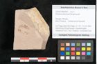 Foto (Objekt + Etikett) von Rhytisma feroniae Ettingshausen (NHMW-GEO-2024-0188-6393)